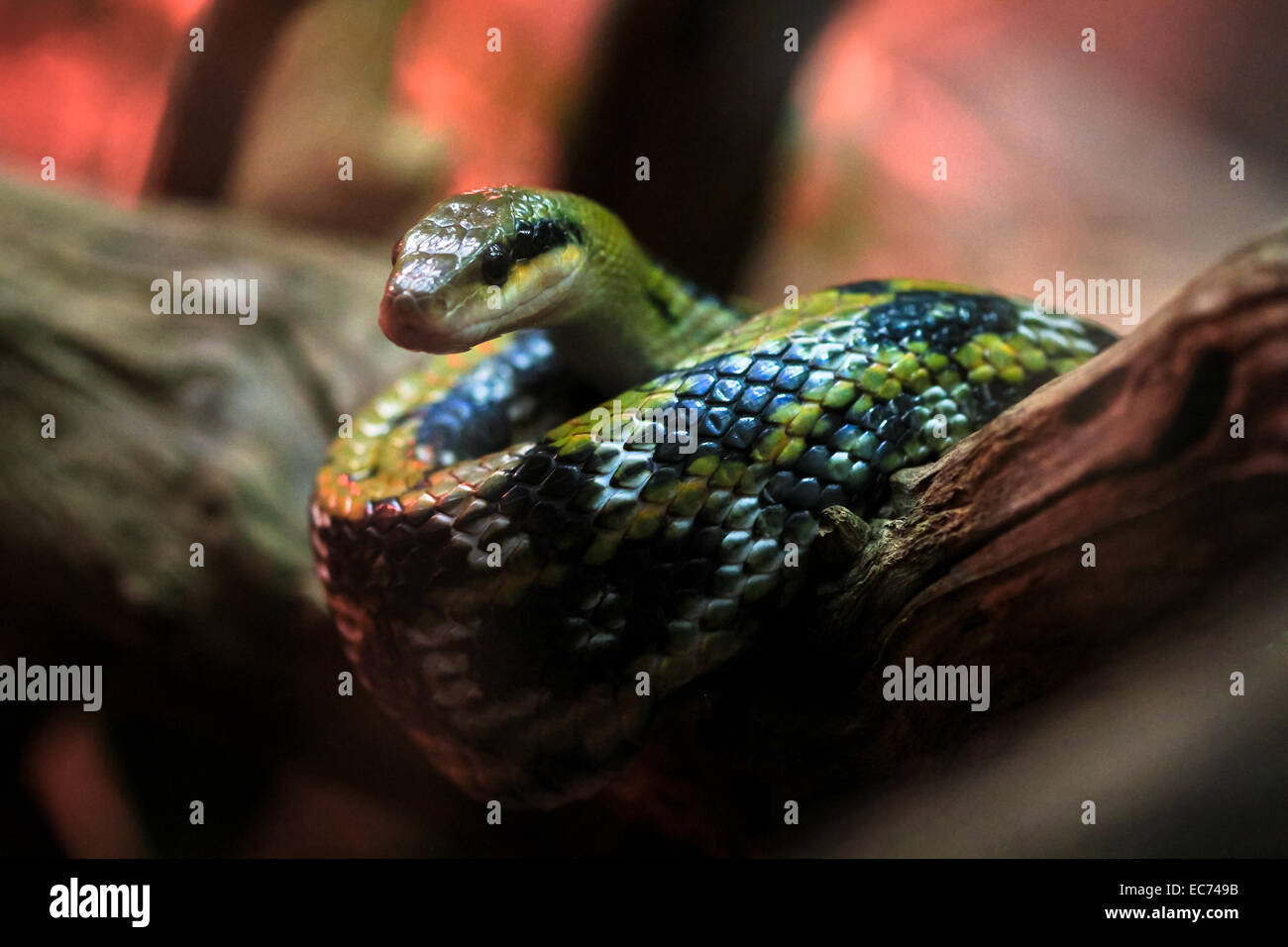 Taiwanesische Schönheit Schlange Stockfoto