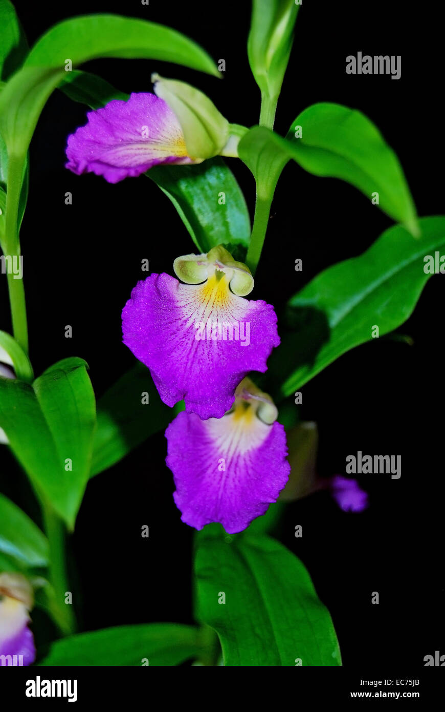 Terrestrischen Orchideen, Brachycorythis Helferi, einheimische Spezies terrestrischen Orchideen im südostasiatischen Bereich Stockfoto