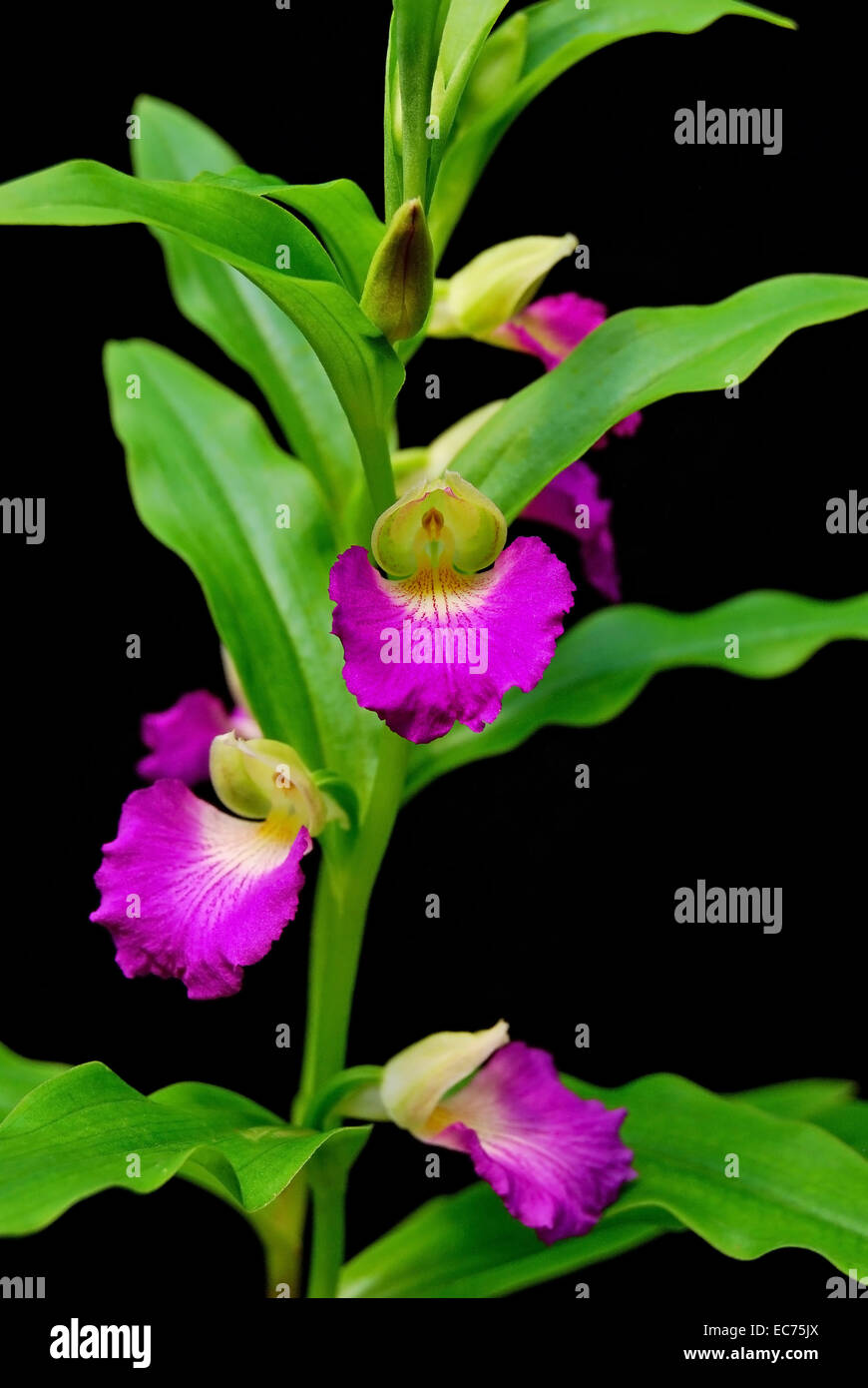 Terrestrischen Orchideen, Brachycorythis Helferi, einheimische Spezies terrestrischen Orchideen im südostasiatischen Bereich Stockfoto