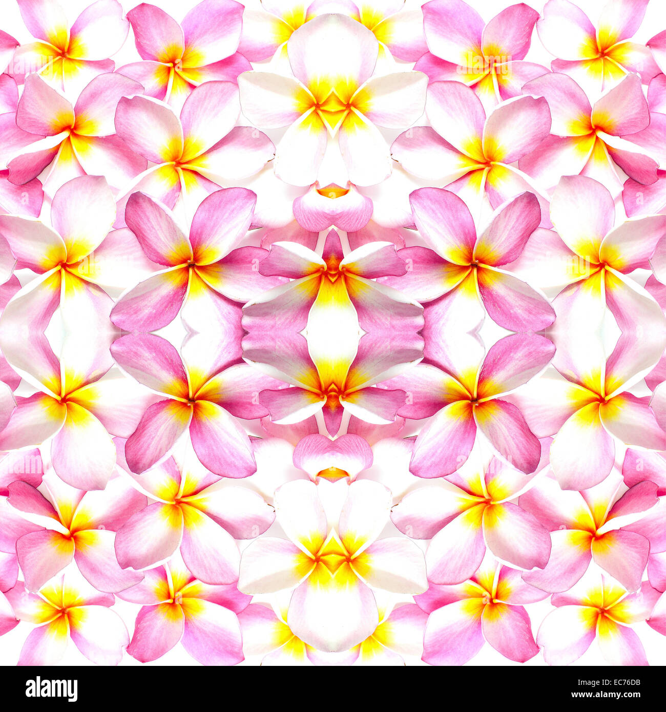 Muster-Hintergrund rosa Plumeria oder Fangipani Blume Stockfoto