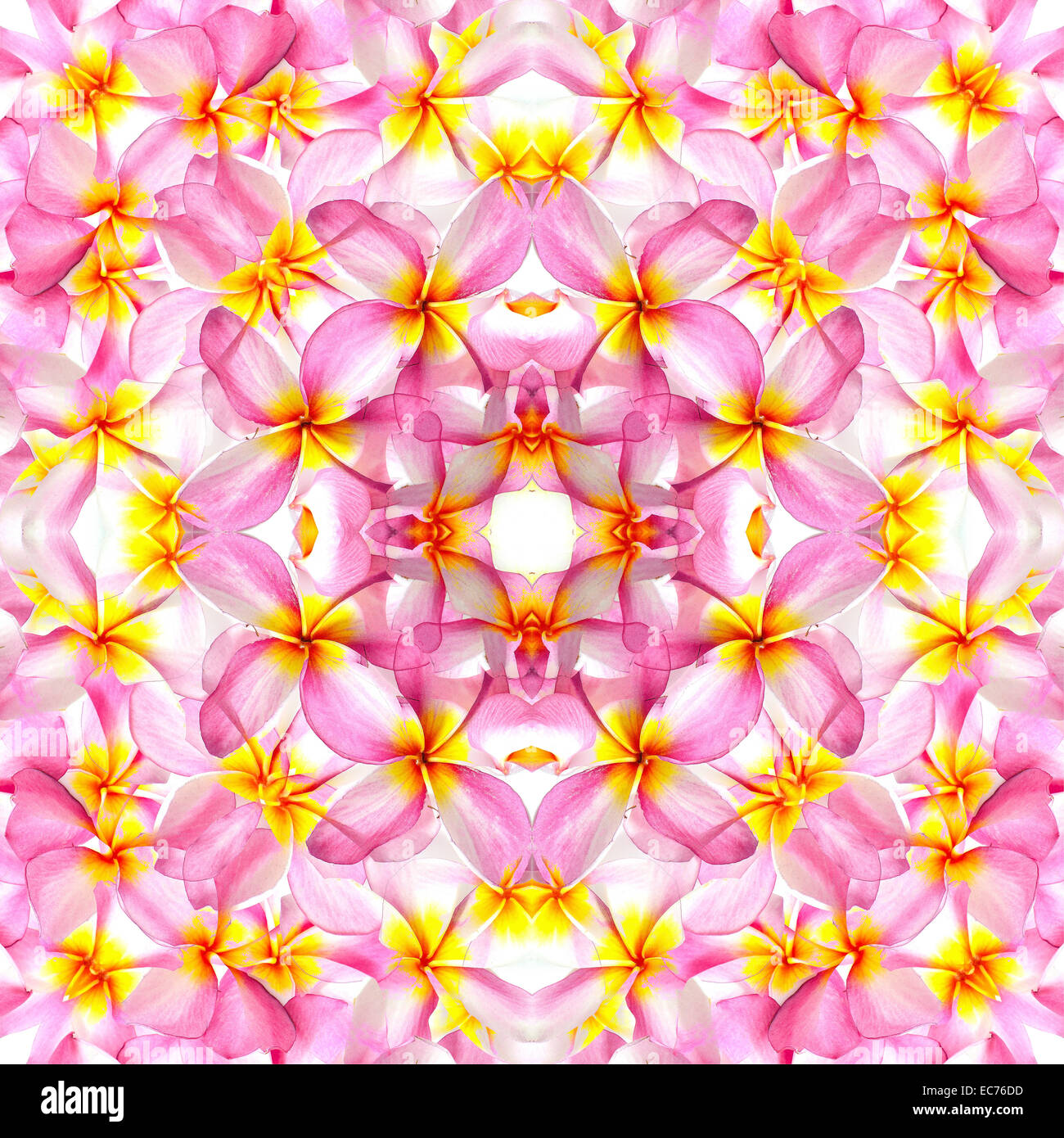Muster-Hintergrund rosa Plumeria oder Fangipani Blume Stockfoto