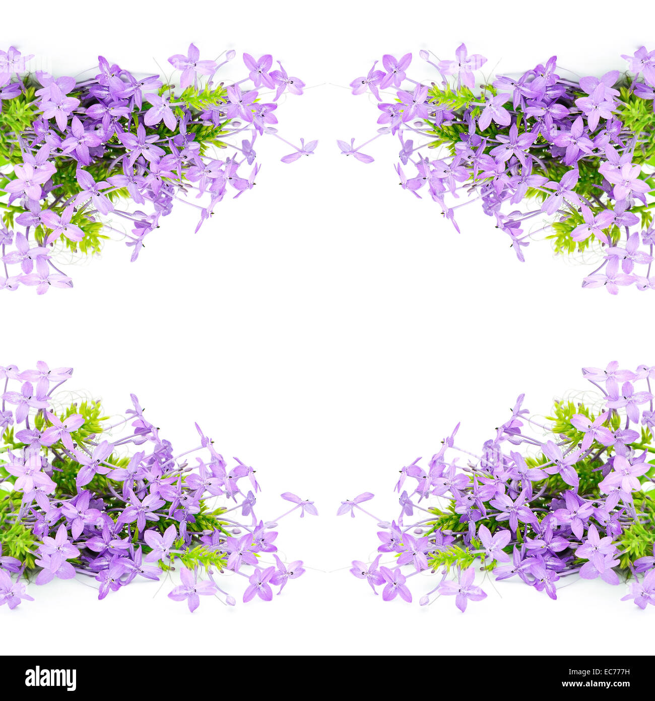 Violette Blüte Blume, violett Ixora (Pseuderanthemum Andersonii), isoliert auf weißem Hintergrund Stockfoto