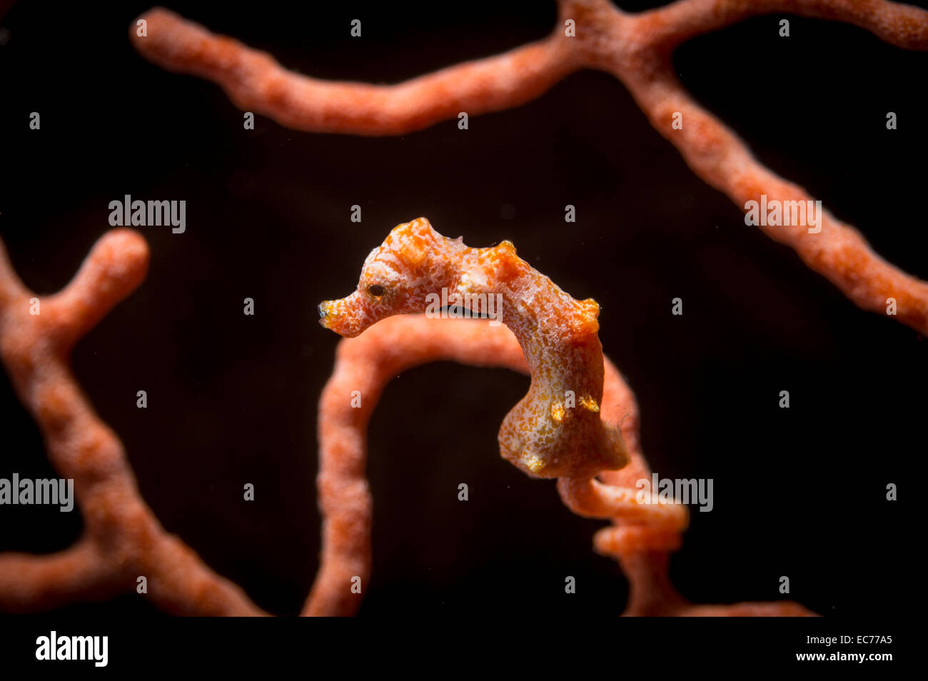 Pygmäen-Seepferdchen - Hippocampus denise Stockfoto