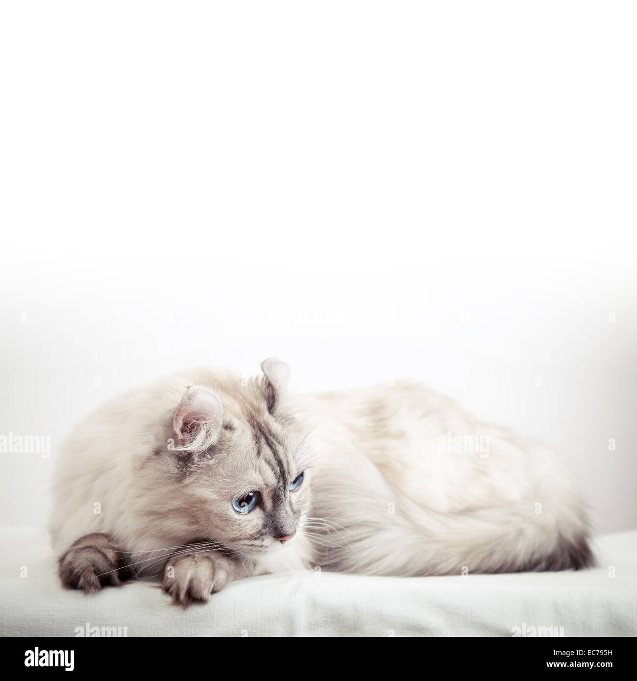 White American Curl Katze mit Spitzen Farbe Fell. Close-up Studio Foto Stockfoto