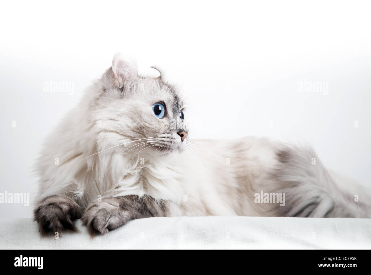 White American Curl Katze mit Spitzen Farbe Fell. Closeup Studio Foto Stockfoto