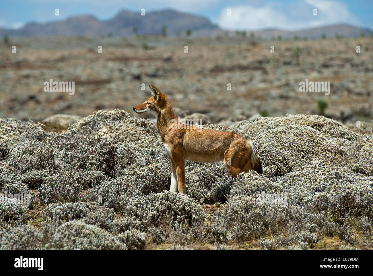 Eine äthiopische Wolf (Canis Simensis) Jagd Nagetiere, Sanetti Plateau, Bale Mountains, Bono, Äthiopien Stockfoto