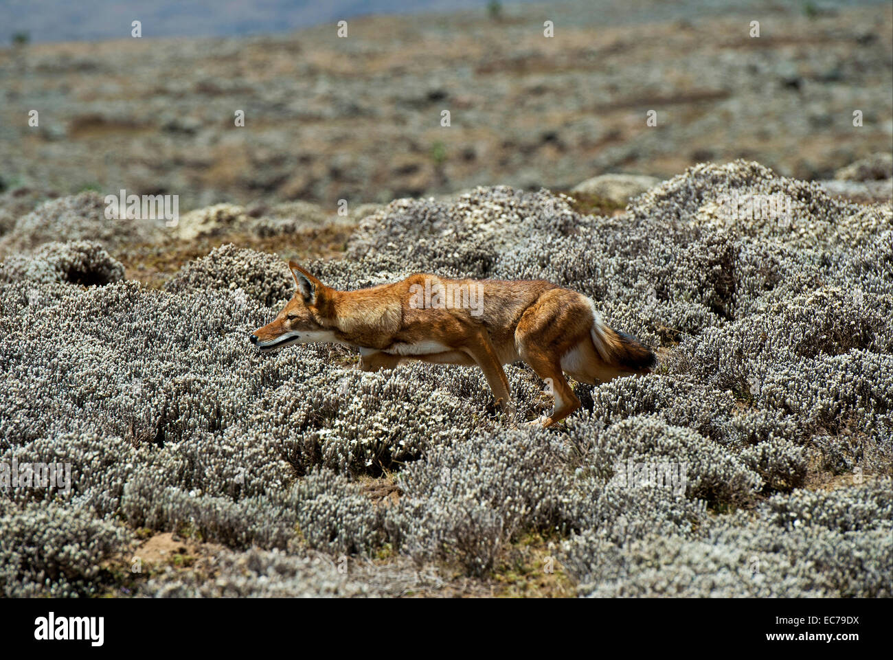 Eine äthiopische Wolf (Canis Simensis) Jagd Nagetiere, Sanetti Plateau, Bale Mountains, Bono, Äthiopien Stockfoto