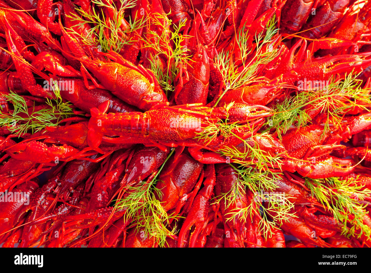 Schweden - Krebse mit Dill im traditionellen schwedischen Krebse Partei gegessen. Stockfoto