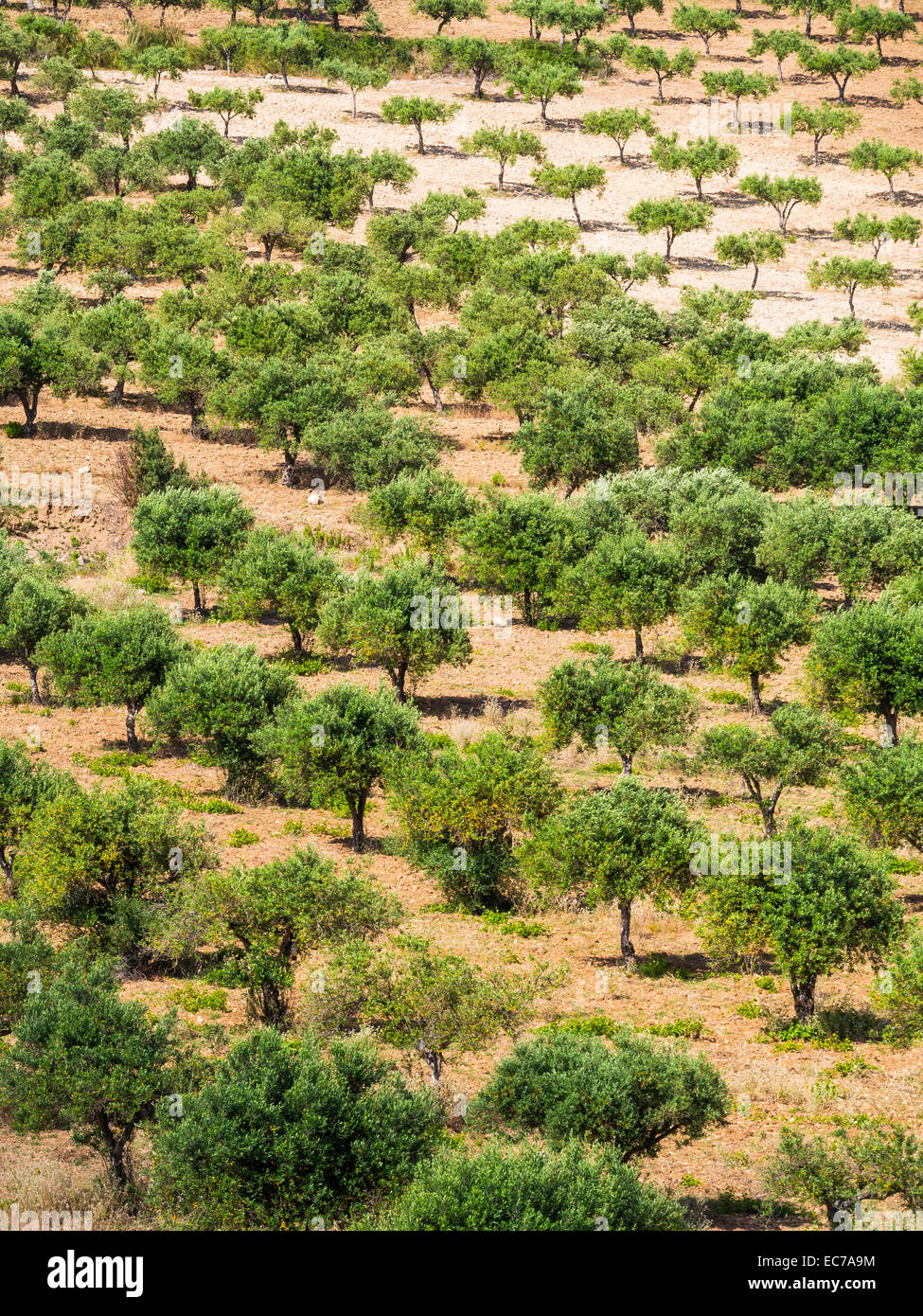Italien, Sizilien, Olivenbaum Plantage in der Nhe von Purgatorio  Stockfotografie - Alamy