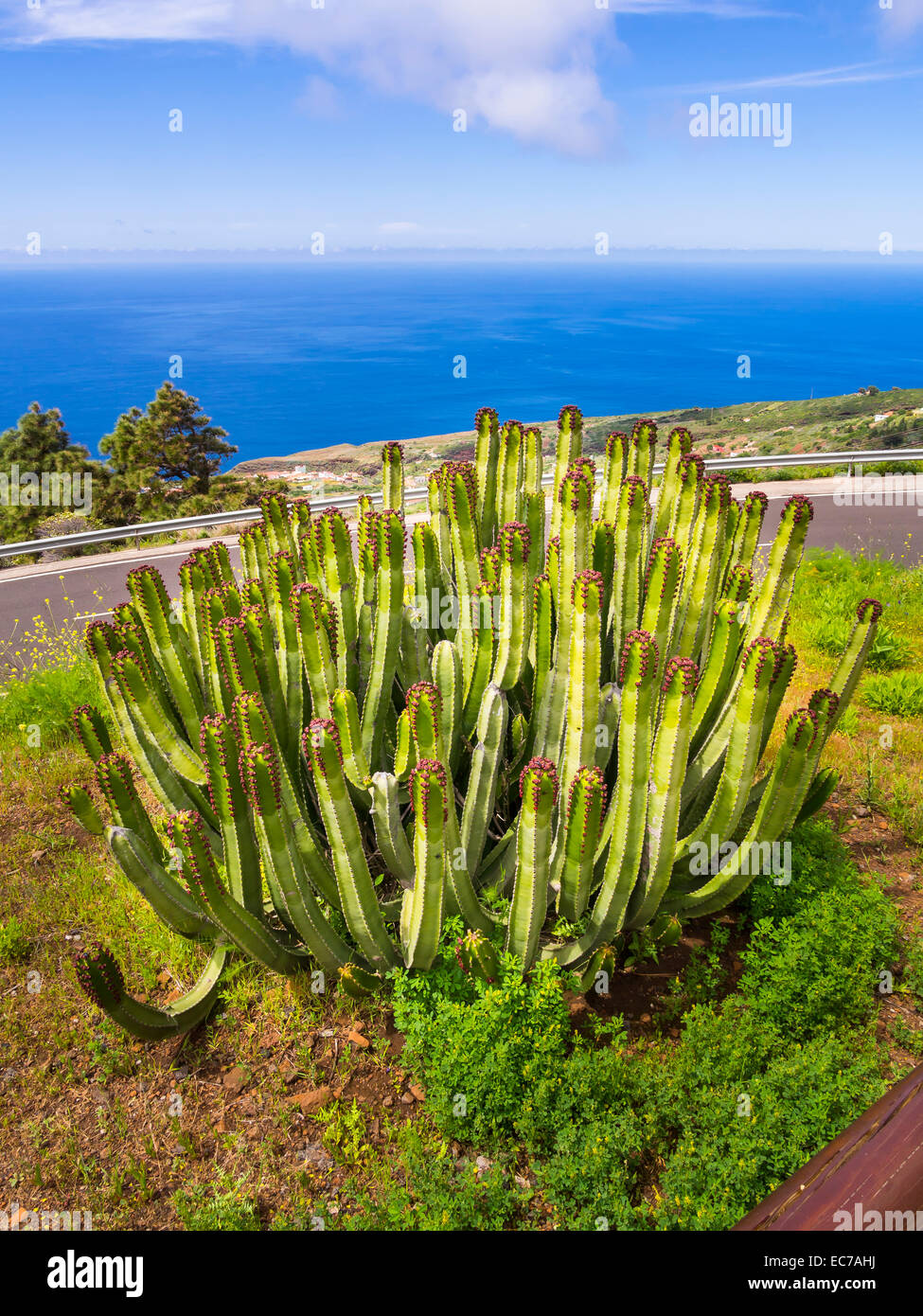 Spanien, Kanarische Inseln, La Palma, Kanarische Insel Wolfsmilch an der Küste von Puntagorda Stockfoto