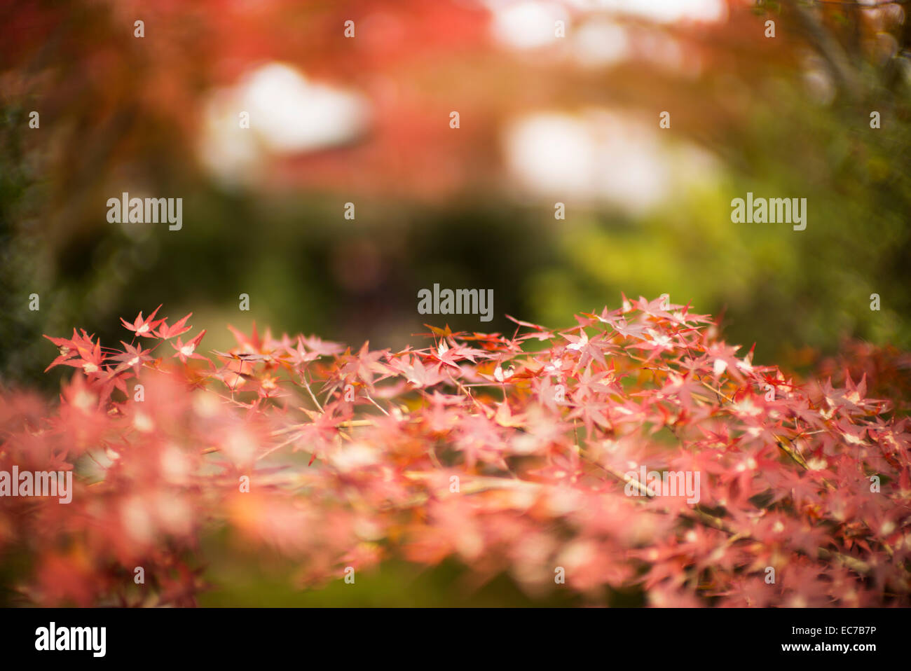 Starke Blattfarbe im Herbst in Japan. Stockfoto