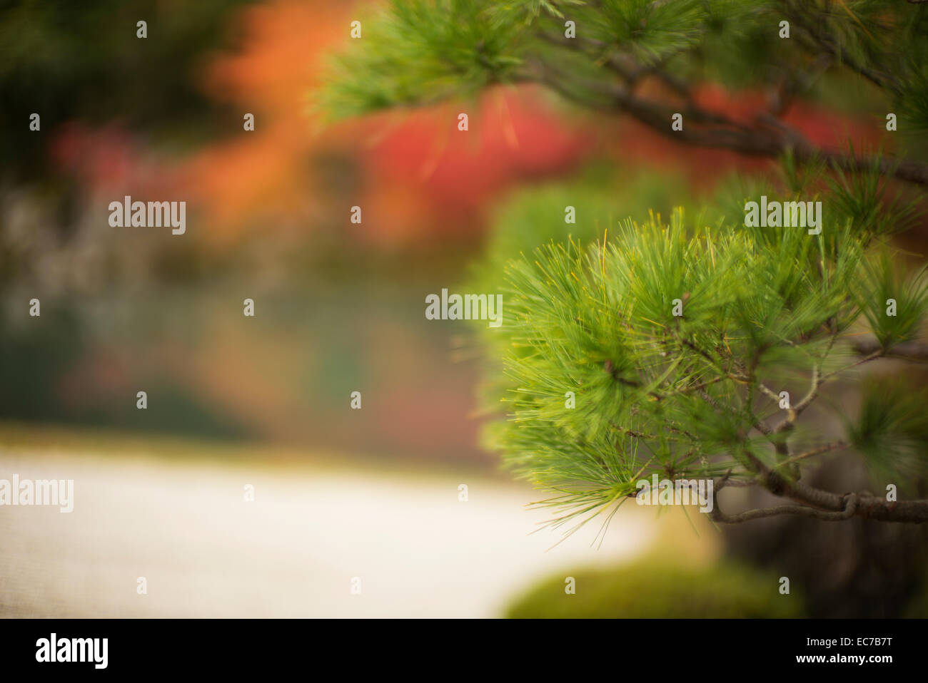 Starke Blattfarbe im Herbst in Japan. Stockfoto