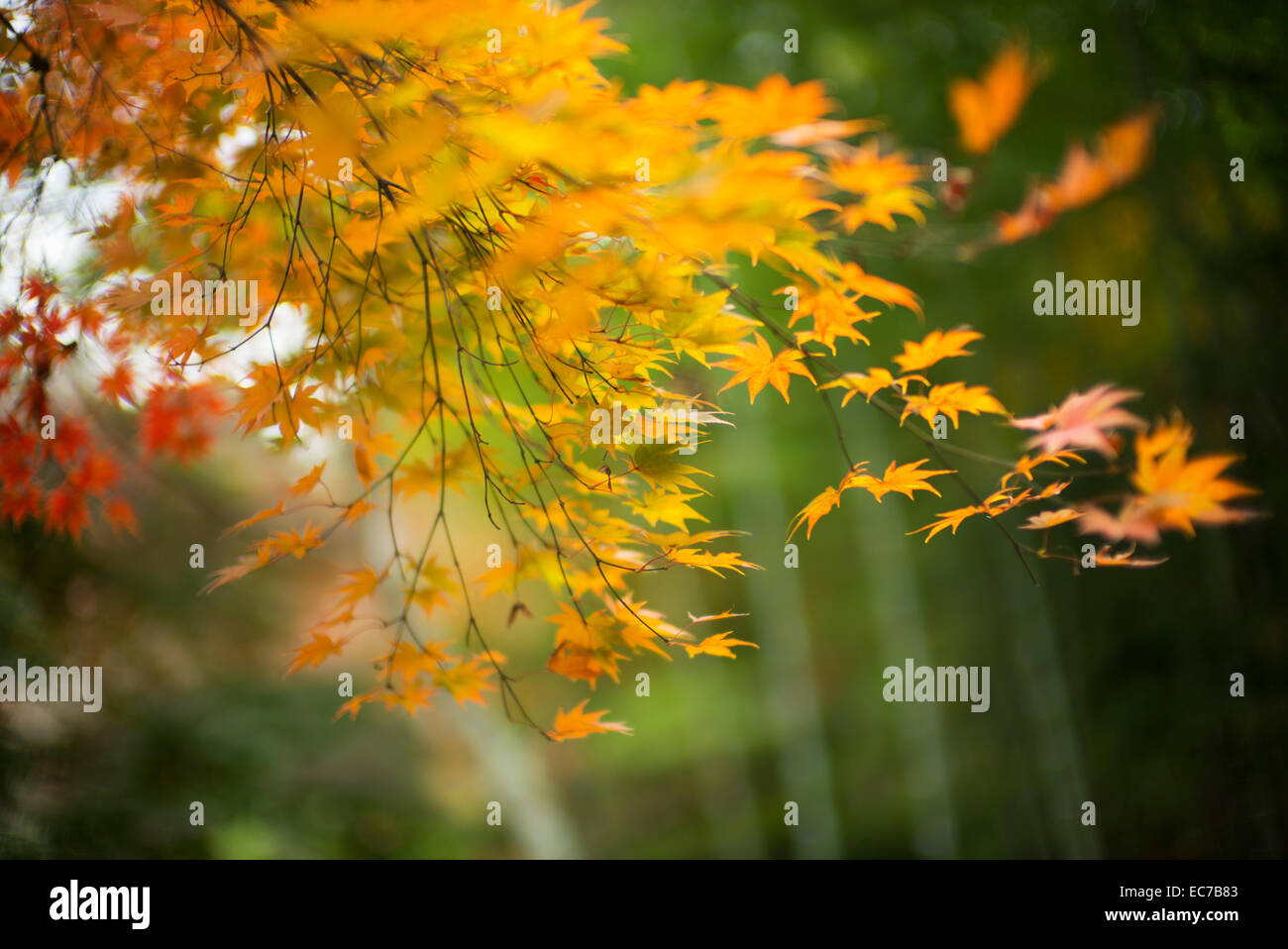 Starke Blattfarbe im Herbst in Japan. Stockfoto