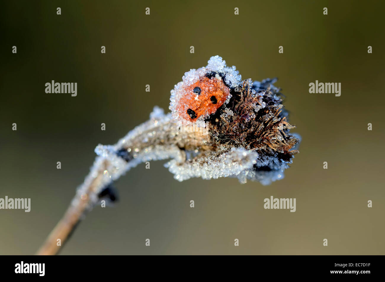 Sieben gefleckten Marienkäfer Coccinella Septempunctata bedeckt mit frost Stockfoto