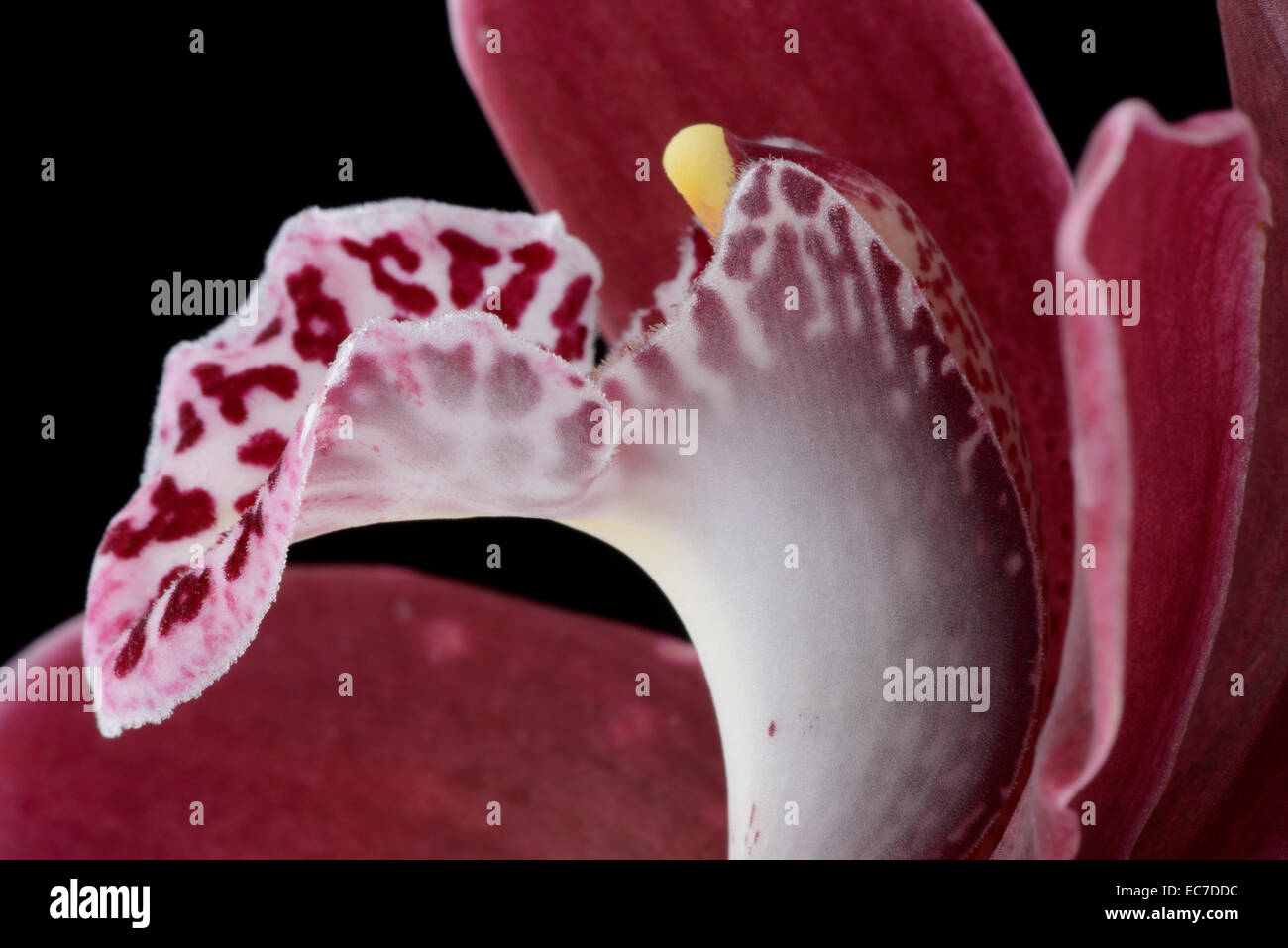 Teil des Bootes Orchidee Cymbidium Stockfoto