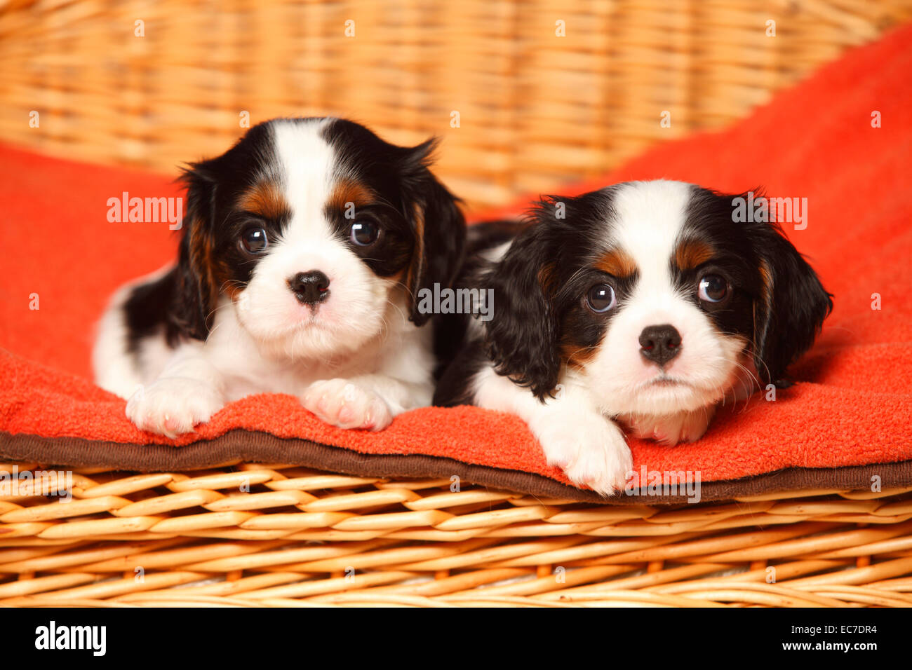 Zwei Cavalier King Charles Spaniel Welpen liegen auf roten Decke in einem Hundekorb Stockfoto
