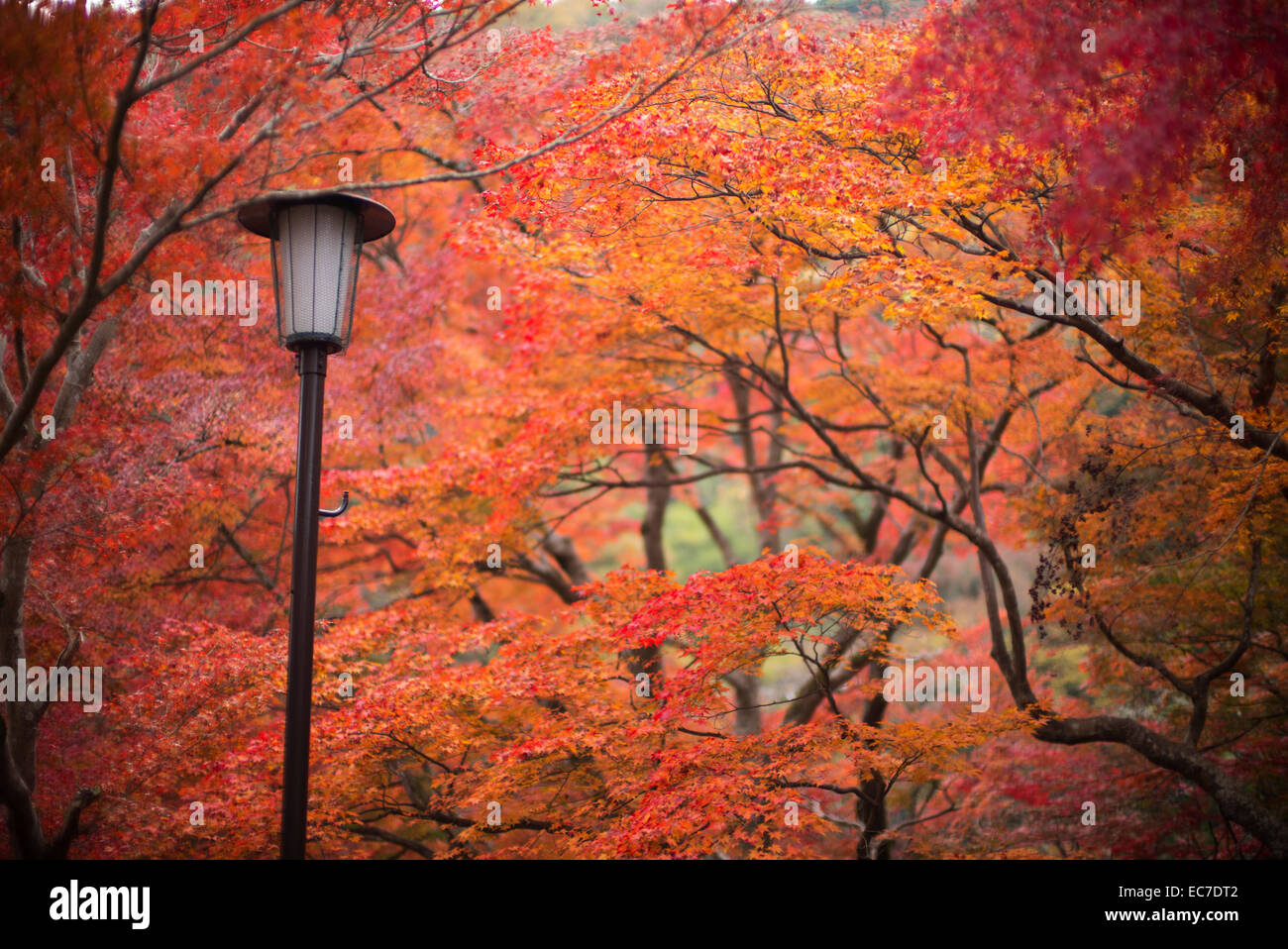 Herbstliche Farben in Arashiyama, Kyoto, Japan. Stockfoto