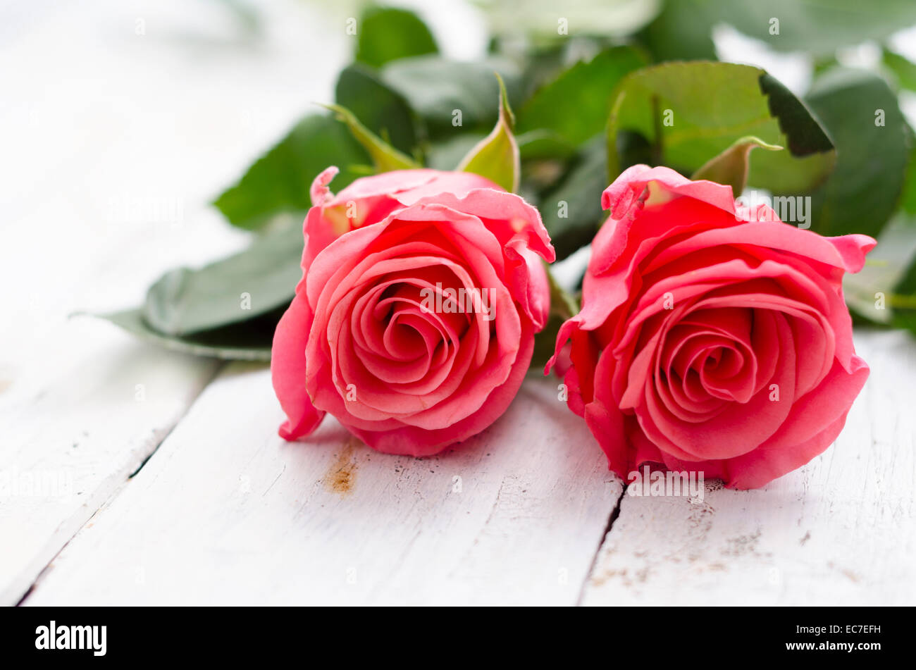 Zwei Rosenblüten auf weißem Holz Stockfoto