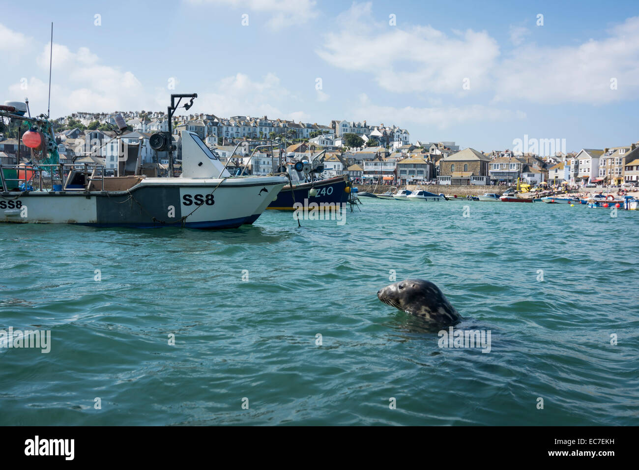 Großbritannien, England, Cornwall, St Ives, Boote und Dichtung an der Küste Stockfoto