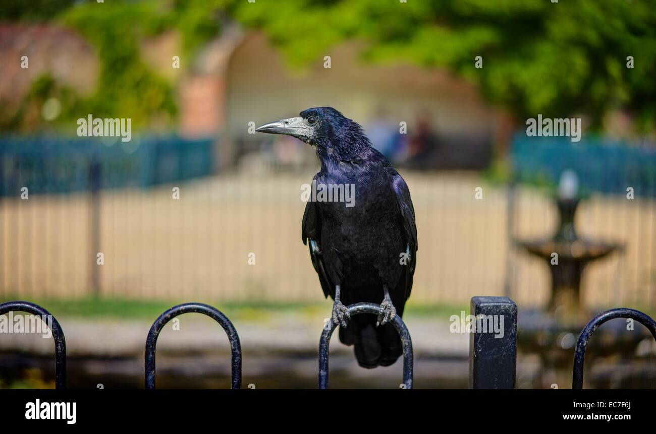 Ein scharf gerenderten schwarzen Turm thront am Geländer, schaut in die Kamera vor einem verschwommenen Hintergrund an einem Sommertag. Stockfoto