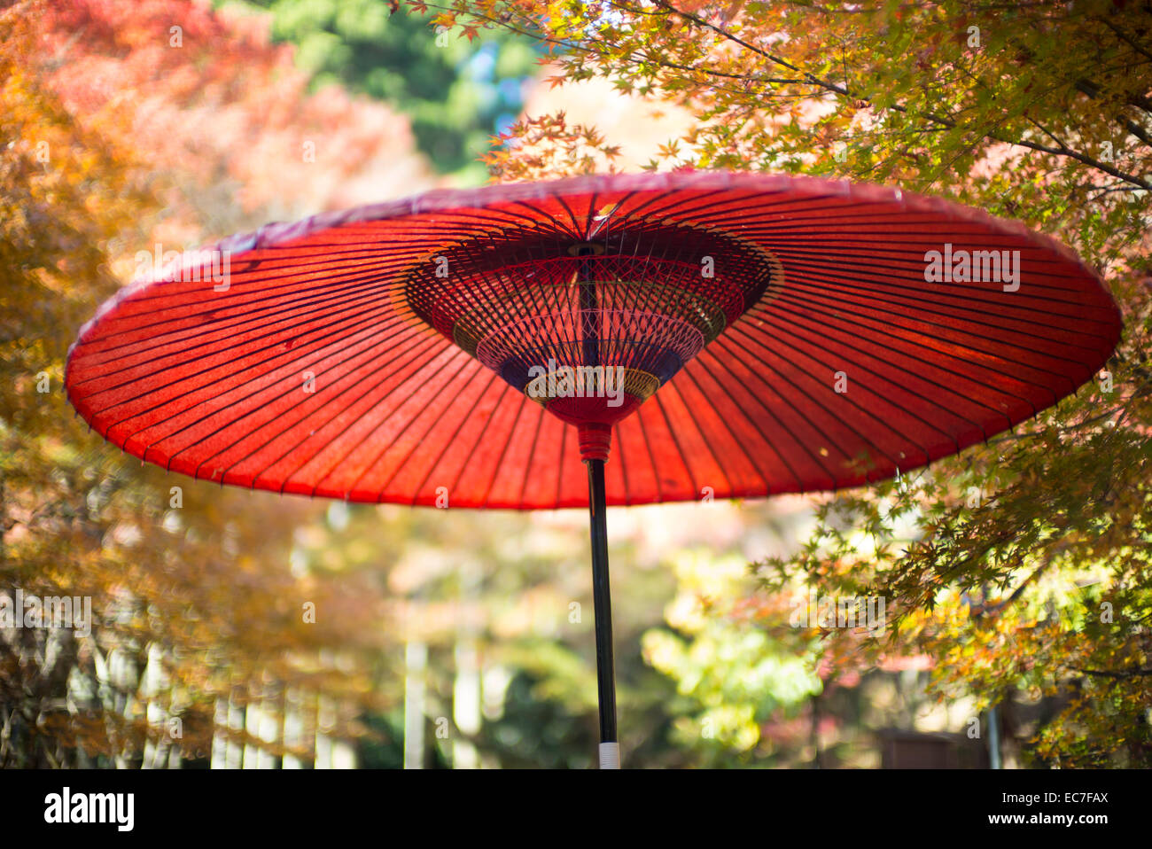 Ein Sonnenschirm, umgeben von herbstlichen Laub an Takao in der Nähe von Kyoto, Japan. Stockfoto