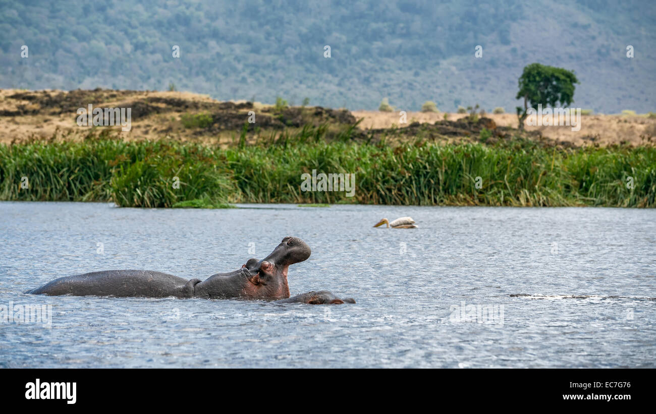 Flusspferd (Hippopotamus Amphibius), die Kiefer in der Ngorongoro Krater, Tansania Stockfoto
