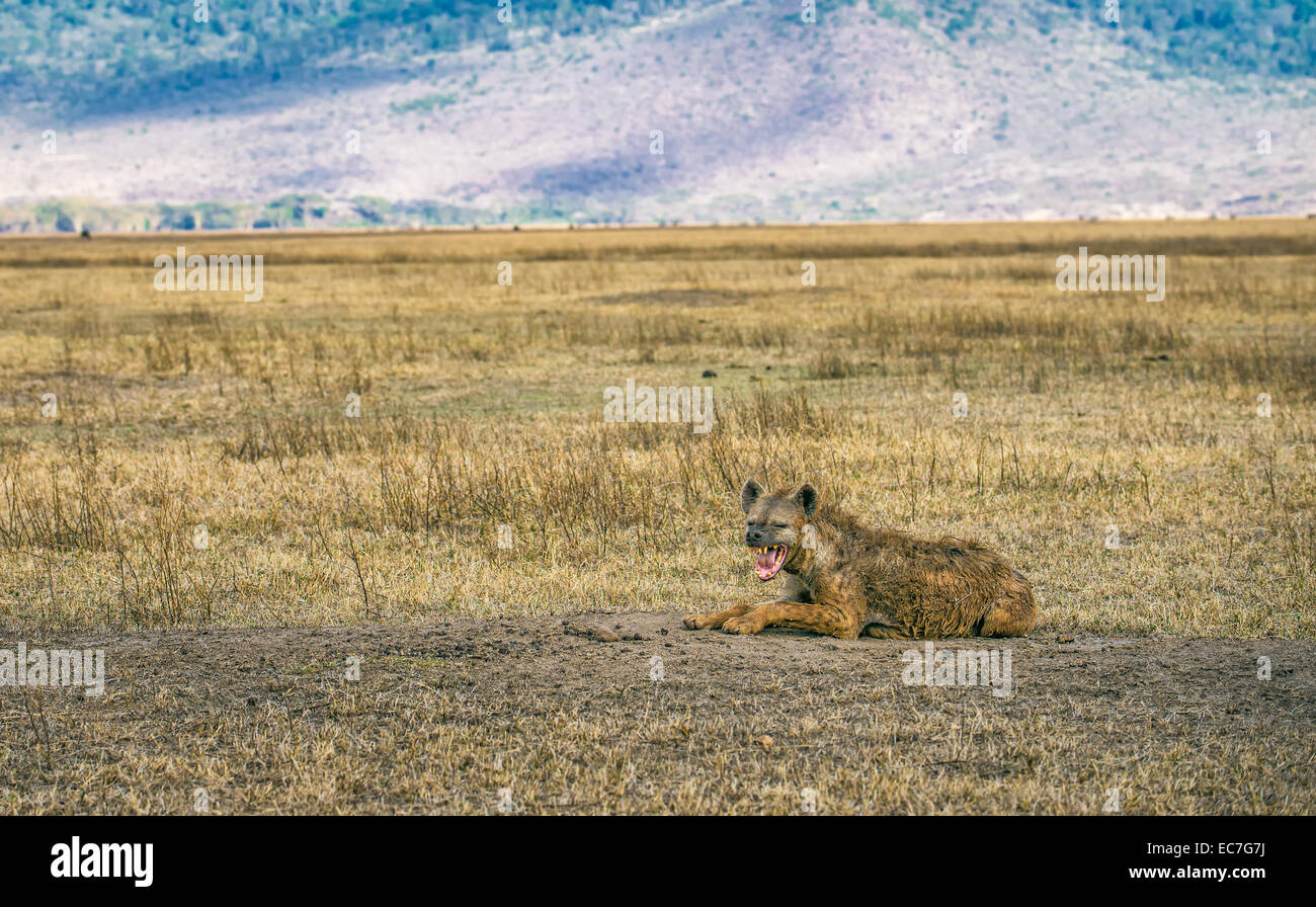 Gefleckte Hyänen (Crocuta Crocuta) Knurren in der Ngorongoro Crater, Tansania Stockfoto