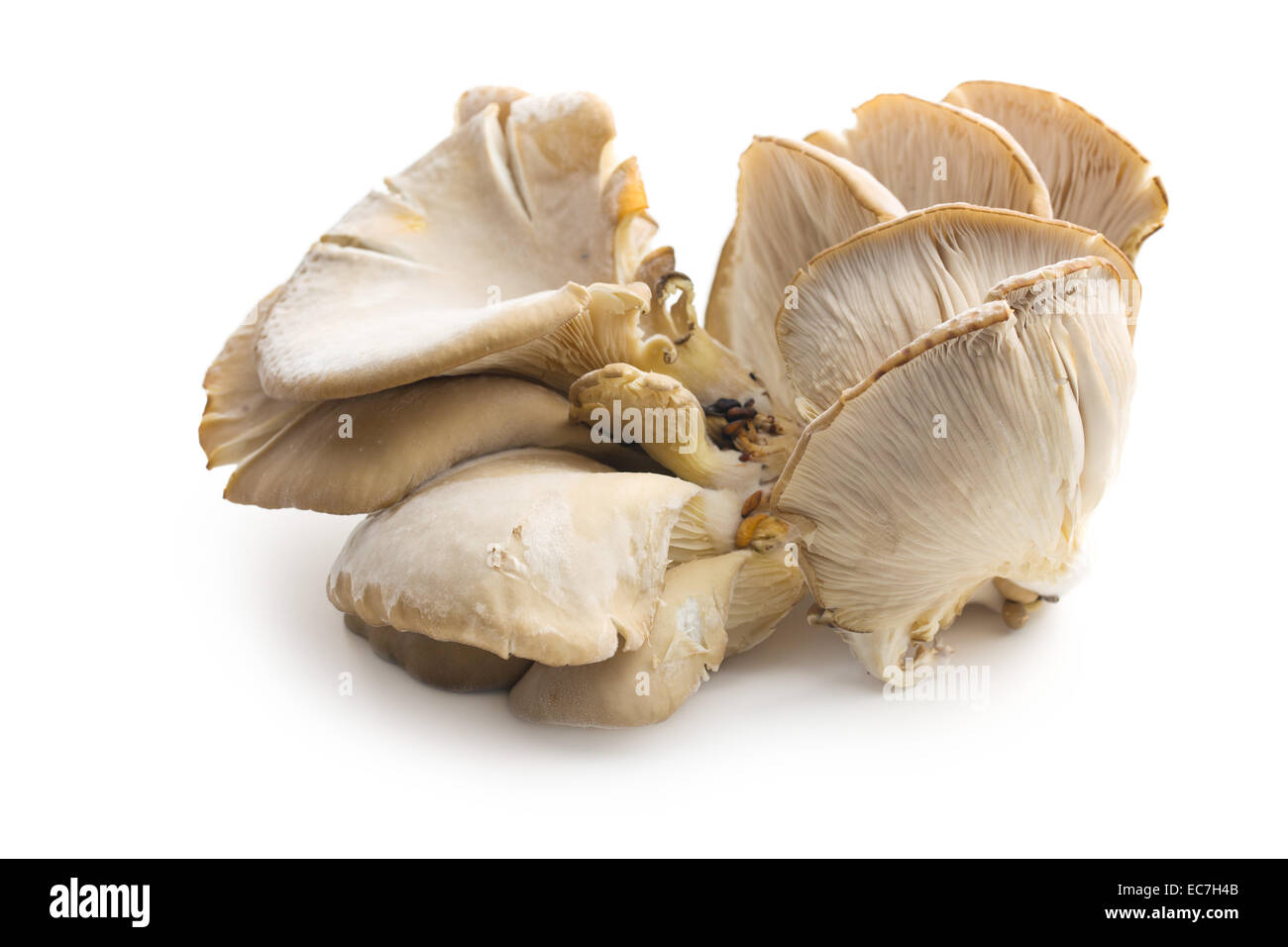 Austernpilze auf weißem Hintergrund Stockfoto