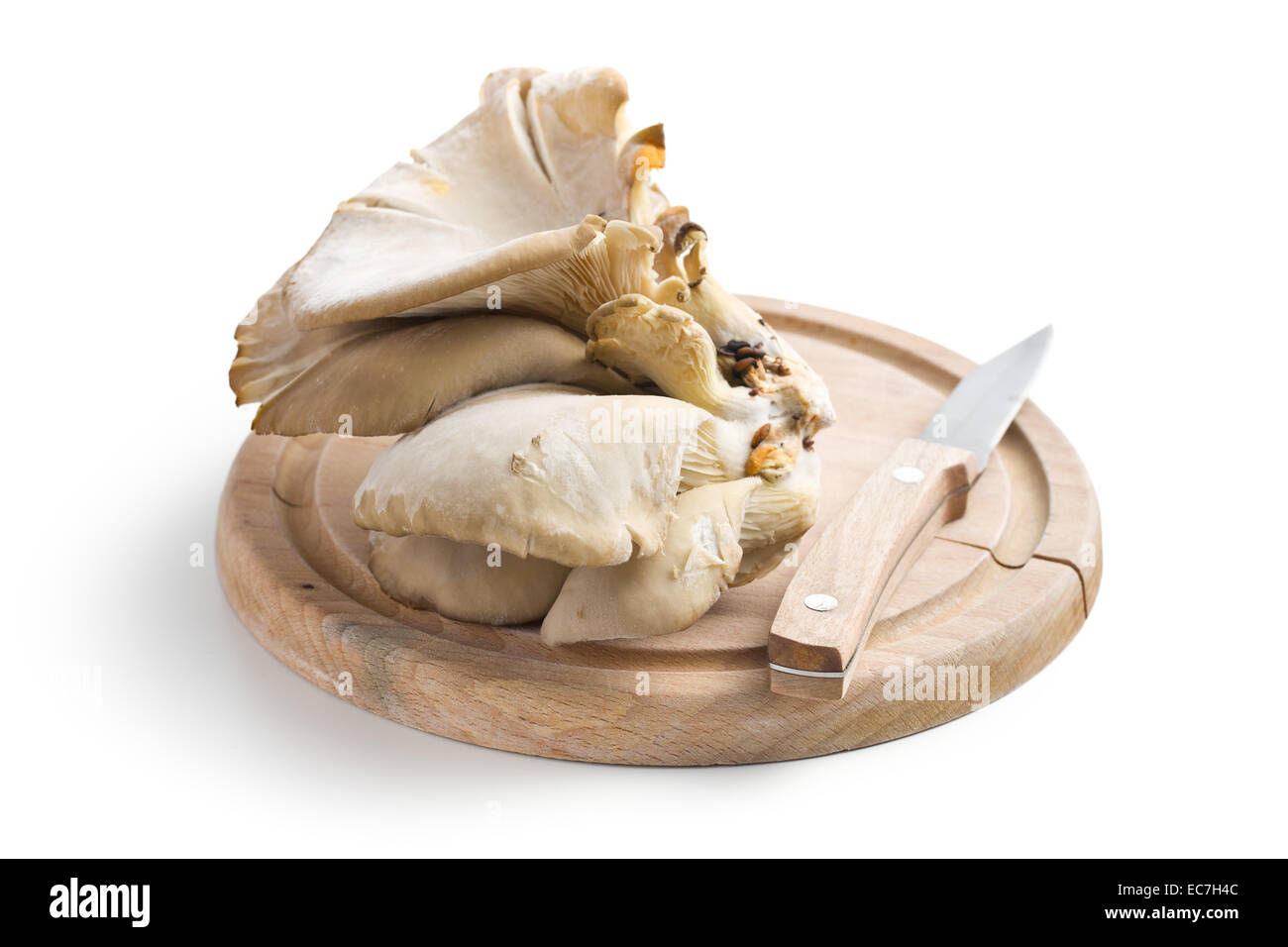 Austernpilze auf weißem Hintergrund Stockfoto