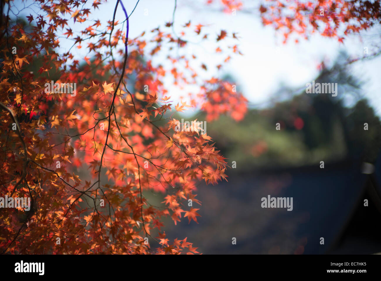 Starke Blattfarbe im Herbst in Japan. Stockfoto