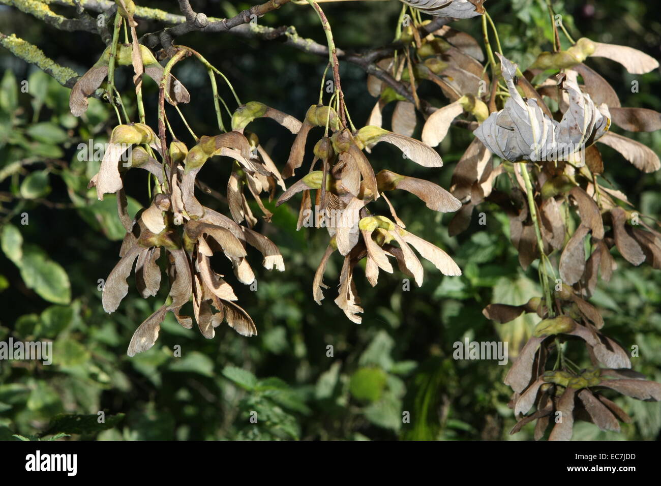 Ahorn Samen Acer pseudoplantus Stockfoto