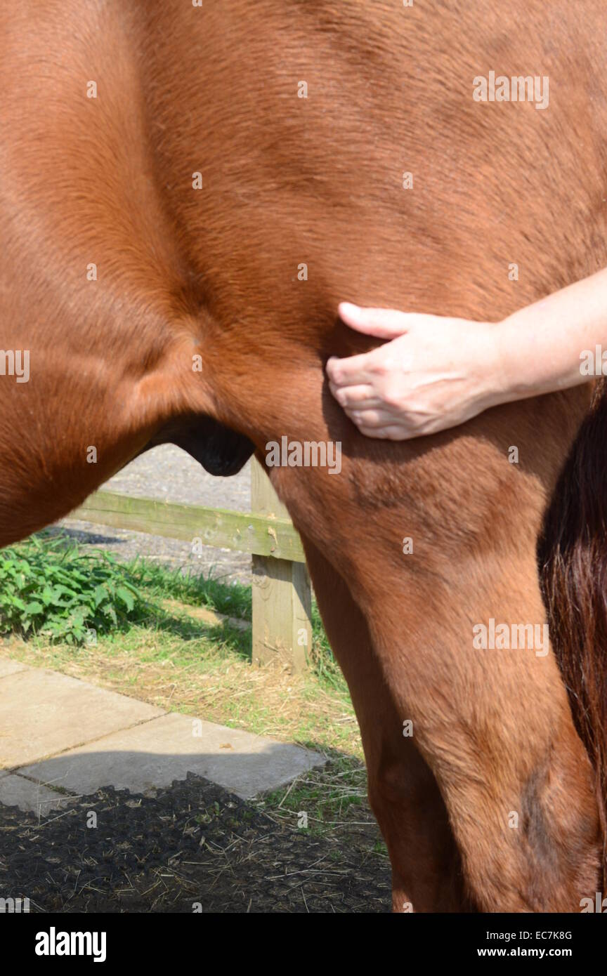 Pferd-Shiatsu-Massage, Bein Stockfoto