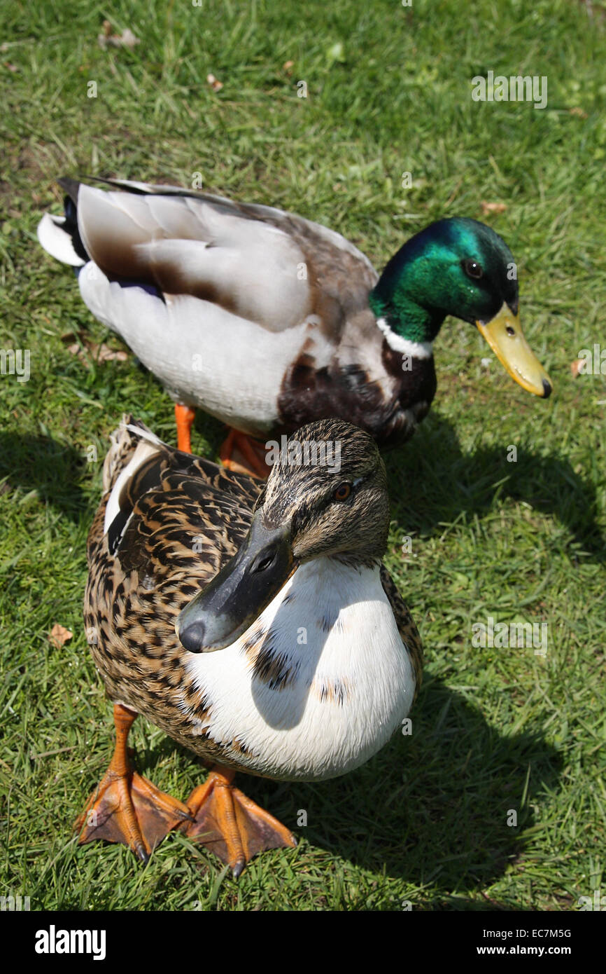 Männliche Stockente hinten, vorne die weibliche Ente (Anas Platyrhynchos). Die Stockente ist die berühmteste Ente und die Stammform der Hausente. Foto: Klaus Nowottnick Datum: 23. April 2010 Stockfoto