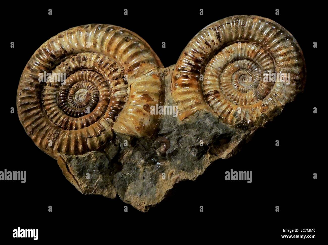 Muster für ein fossiler Ammonit, Metophioceras sp. Aus dem Bucklandi Zone gesammelt. Unteren Lias der frühen Jura, sinemurian Alter von Redcar, Cleveland (NE-England). Januar 1950 gesammelt. Stockfoto