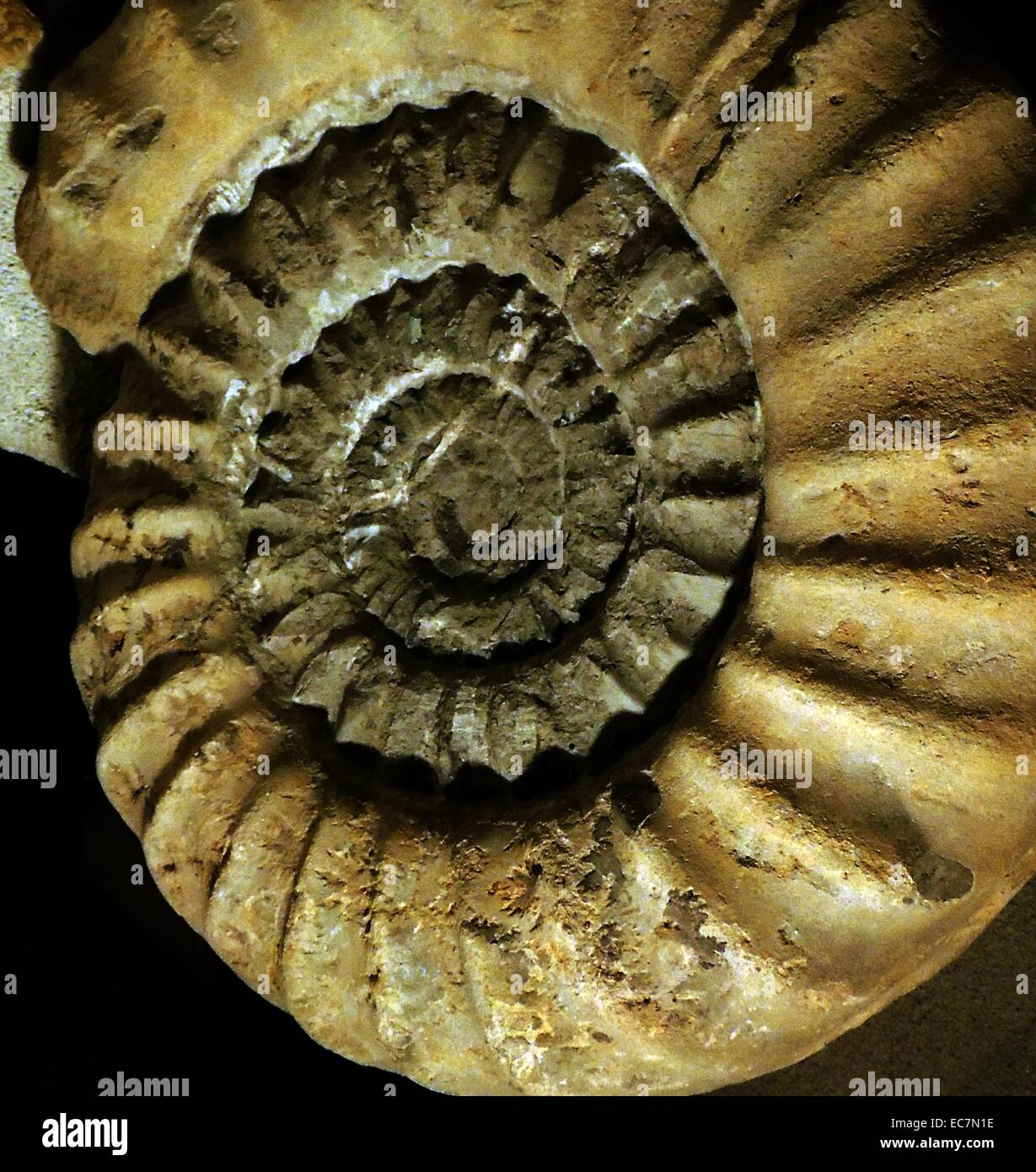 Coroniceras Reynesi Spath.  Lias, Semicostatum Zone, Keynsham, Somerset zu senken.  Dies ist eines der großartigsten Ammoniten. Stockfoto