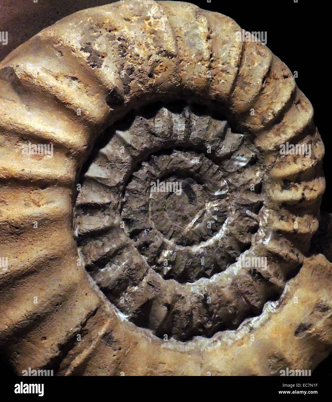 Coroniceras Reynesi Spath.  Lias, Semicostatum Zone, Keynsham, Somerset zu senken.  Dies ist eines der großartigsten Ammoniten. Stockfoto