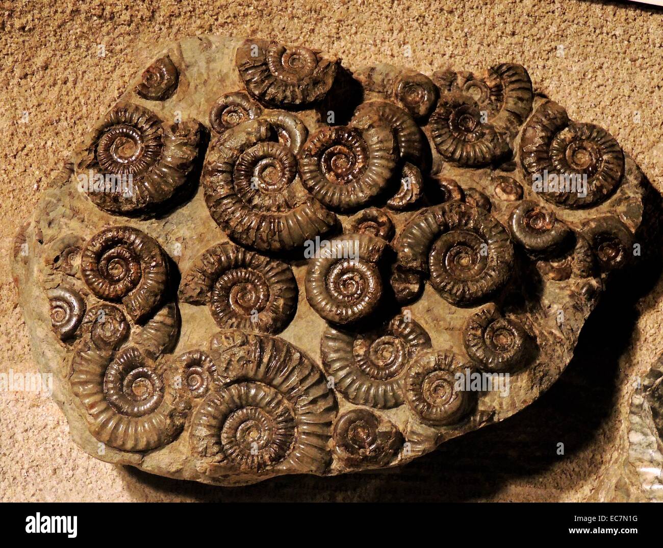 Arnioceras semicostatum Arnioceras ist eine ausgestorbene Gattung der Großen, evolute, scheibenförmige Ammoniten aus dem unteren Jura. Unteren Lias, semicostatum Zone, Yorkshire. Stockfoto