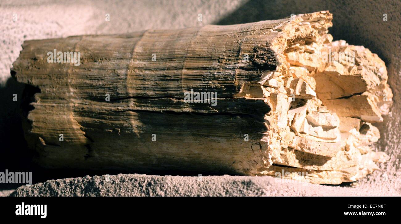 Mammuthus primigenius Blumenbach. Zähne und Teil einer großen Tusk der Mammuts, ein Ausgestorbener Elefanten, der in kalten Tundra Gebieten lebten. Von Kiesgruben bei Ashton Keynes, Wiltshire und Cam, Gloucestershire. Stockfoto