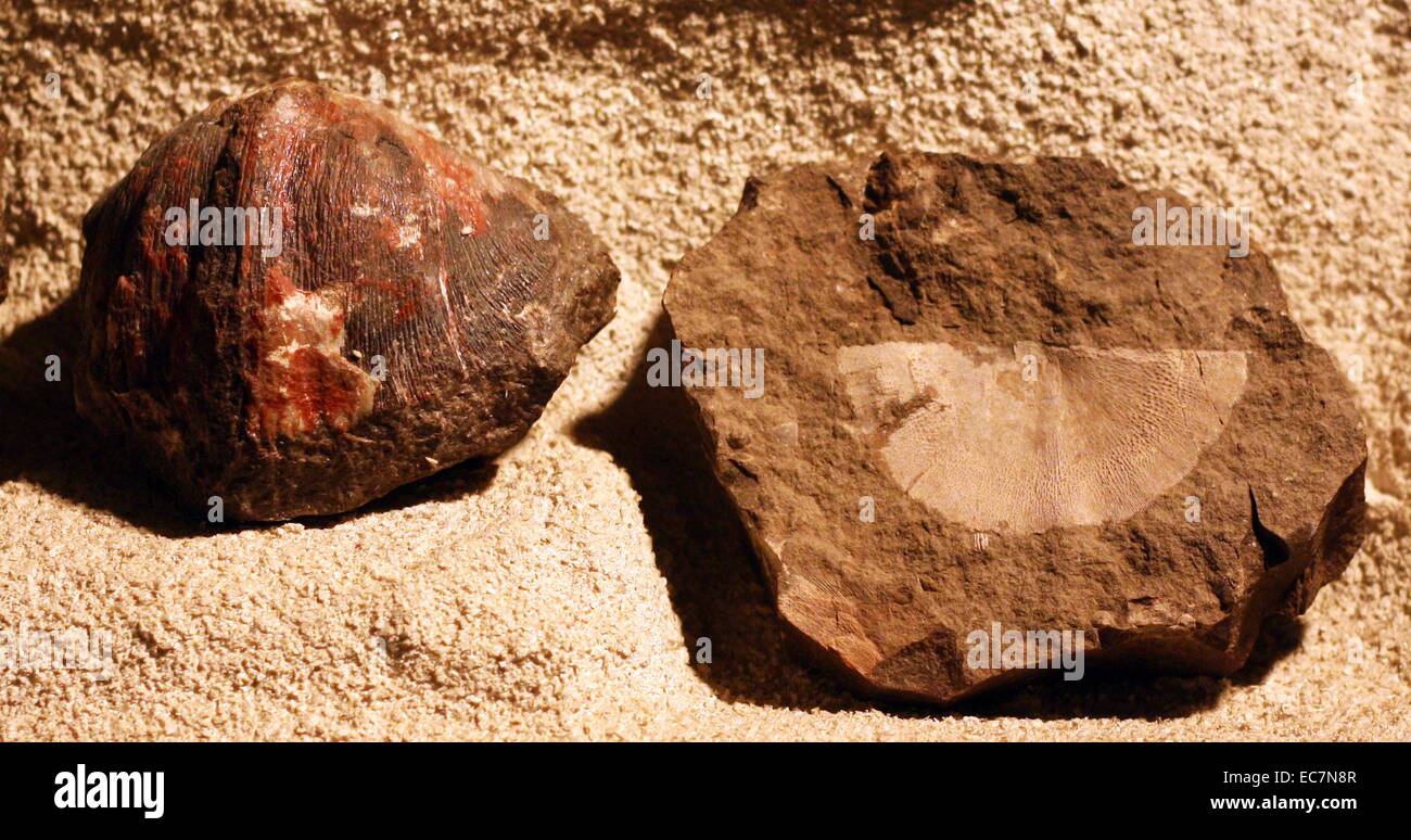 kleine Schale marine Fossilien Stockfoto