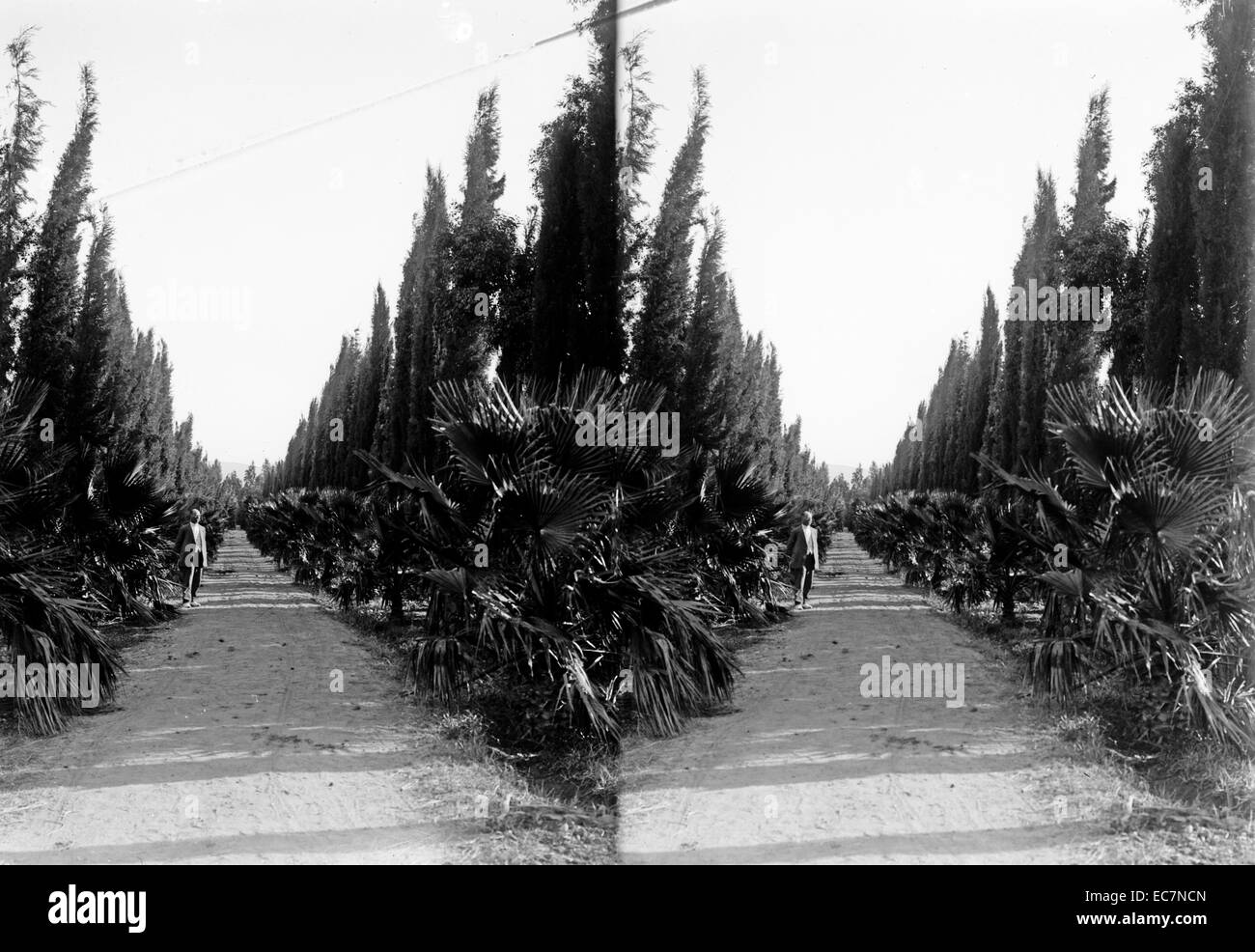 Jüdische Kolonien und Siedlungen. Beginn eine jüdische Siedlung - ein Lager in Palästina, Israel. Jüdische Kolonien und Siedlungen. Palm und die Cypress Avenue zu Migdol Stockfoto