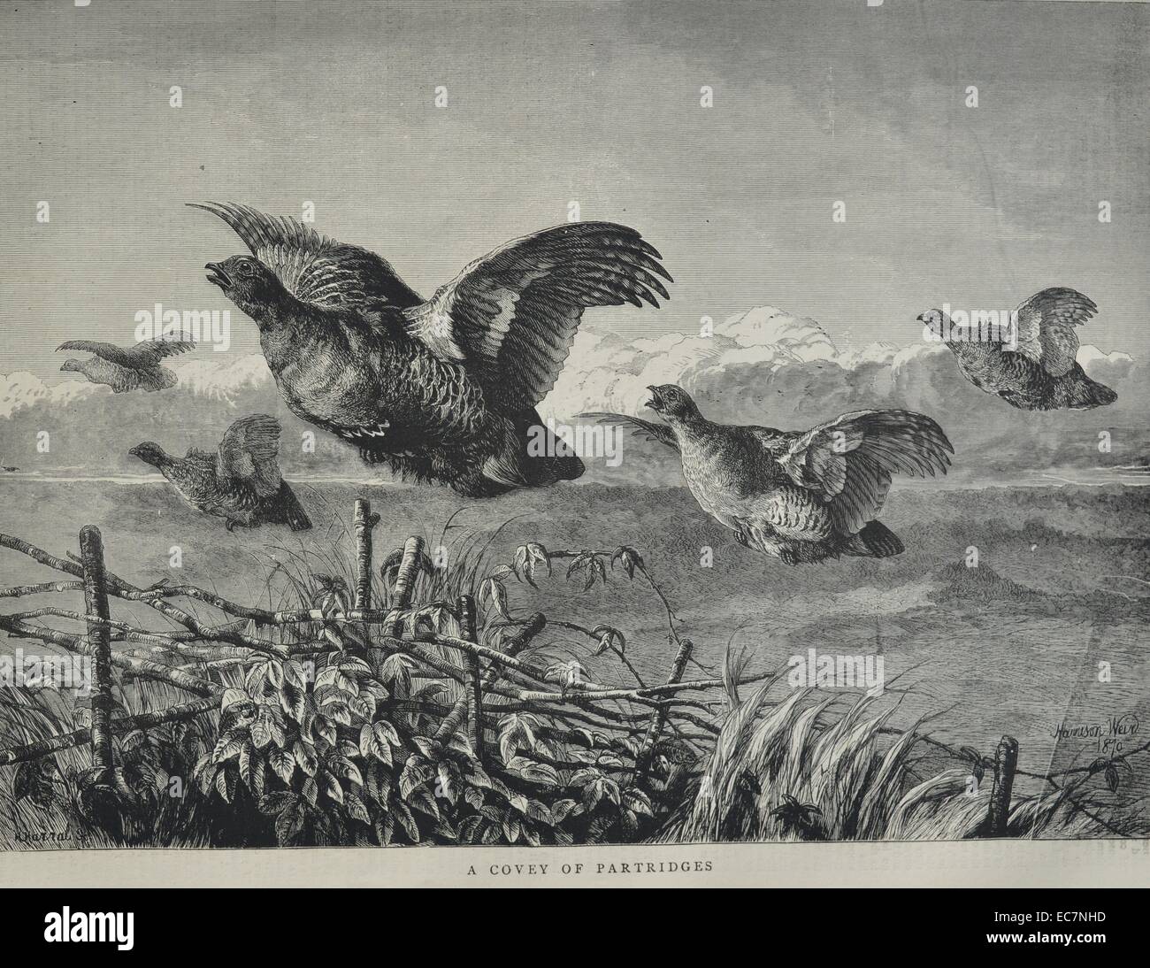 Stich zeigt eine Covey Rebhühner im Flug. Vom 1870 Stockfoto