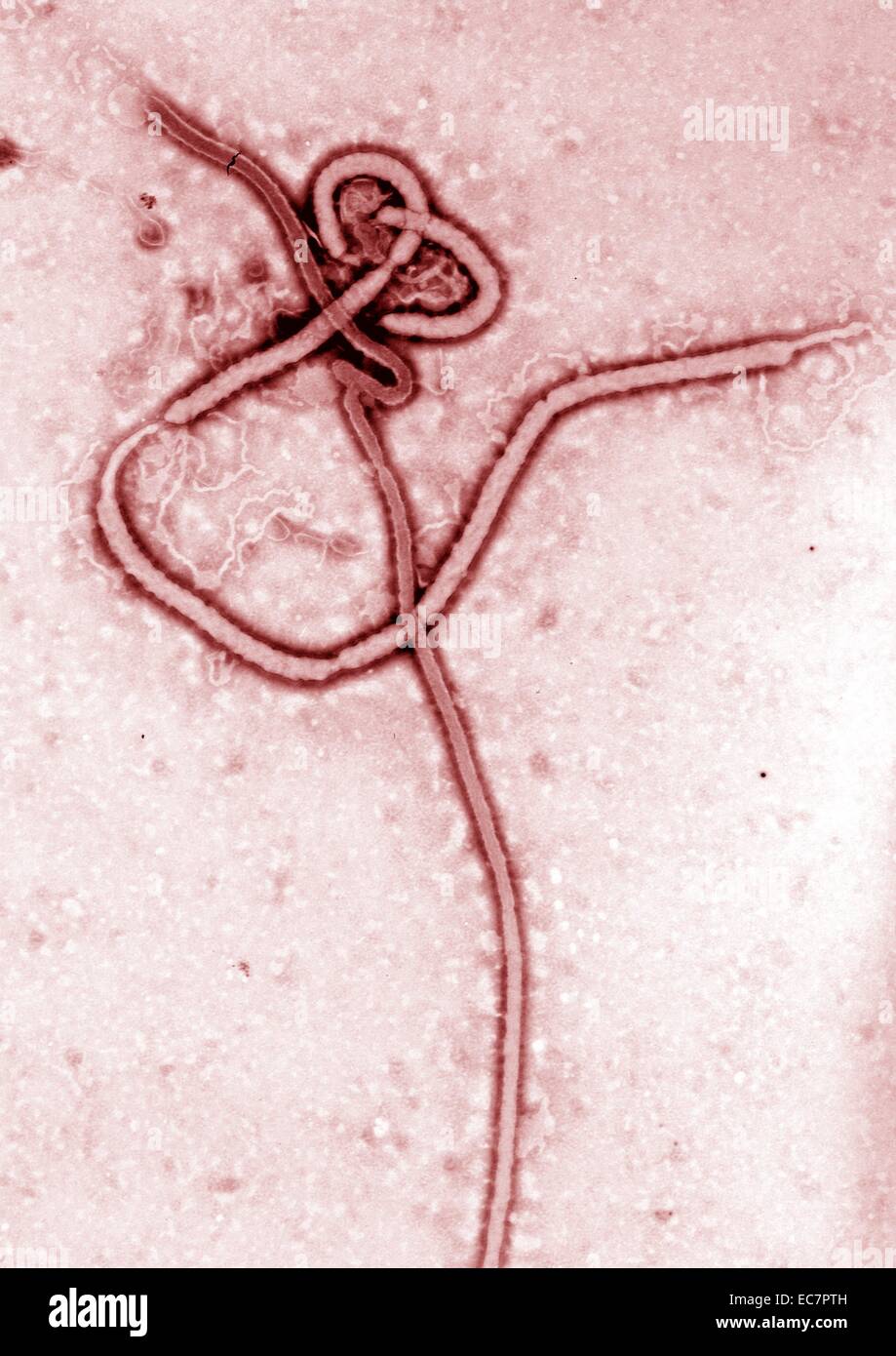 Transmission Electron Schliffbild von der Ebola Virus hämorrhagisches Fieber RNA-Virus Stockfoto