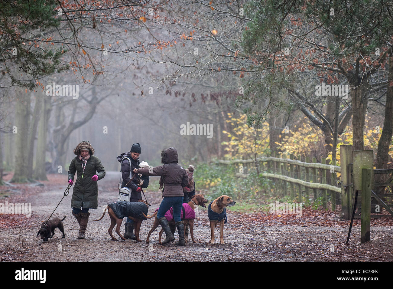 Menschen und ihre Hunde zu Fuß durch einen herbstlichen Wald in Essex. Stockfoto