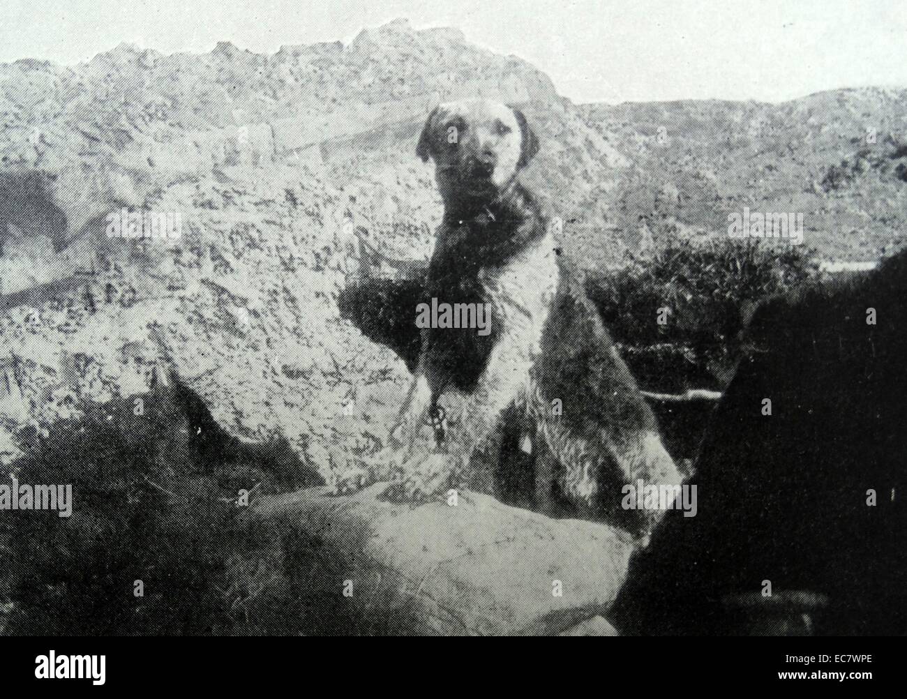 Krieg-Hund in Schützengräben in Flandern im ersten Weltkrieg Stockfoto