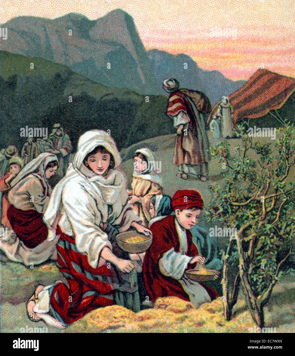 Bild Lektion von der American Baptist Publication Society, [zwischen 1900 und 1913]. zeigen Szenen aus dem Alten Testament biblische Geschichten über Mose's Leben veröffentlicht. Die Juden sammeln Manna aus der frühen Tau jeden Morgen während des Exodus in der Wüste Sinai Stockfoto