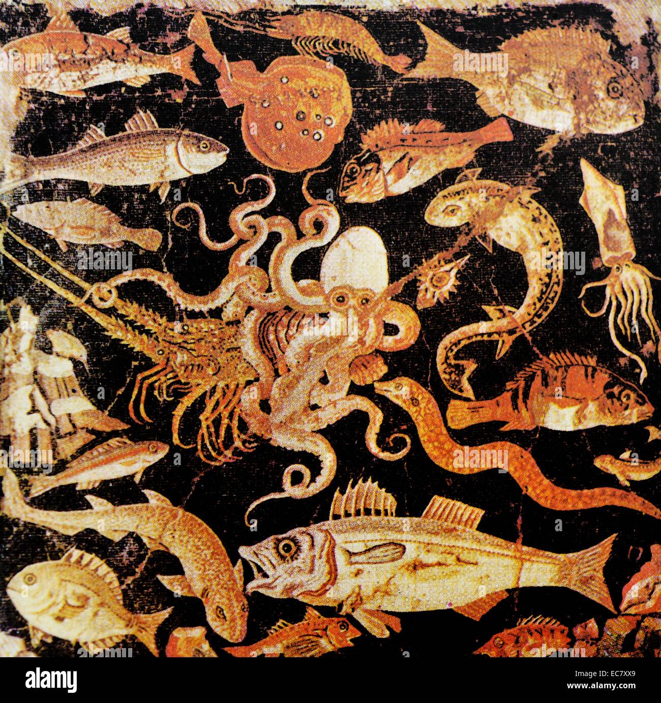 Marine Leben. Bodenmosaik aus dem Haus des Faun, Pompeji. Wahrscheinlich eine Kopie im Zweiten pompejanischen Stil einer hellenistischen Malerei. Stockfoto