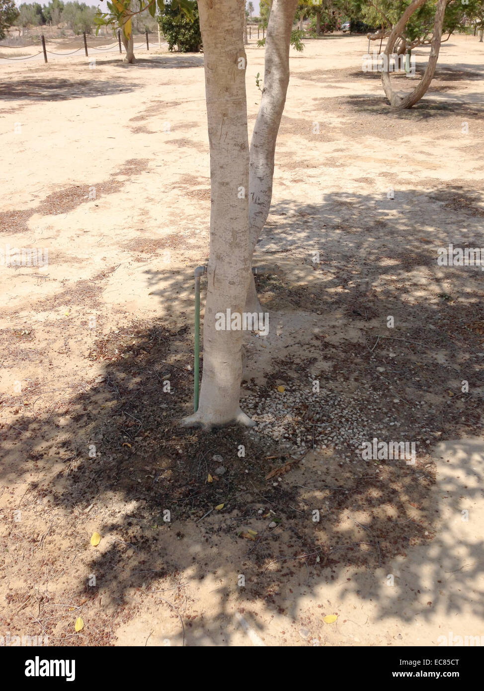 Baum als lebendige Natur kultiviert Skulpturen im Kibbutz Rewiwim; in der Negev-Wüste in Israel. Stockfoto