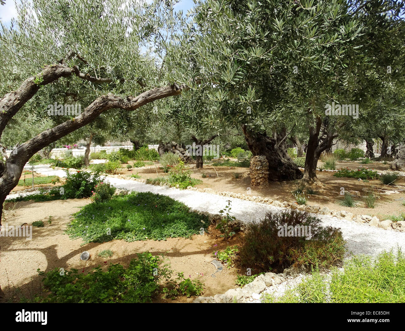 Olivenbäume im Garten Gethsemane am Fuße des Ölbergs in Jerusalem