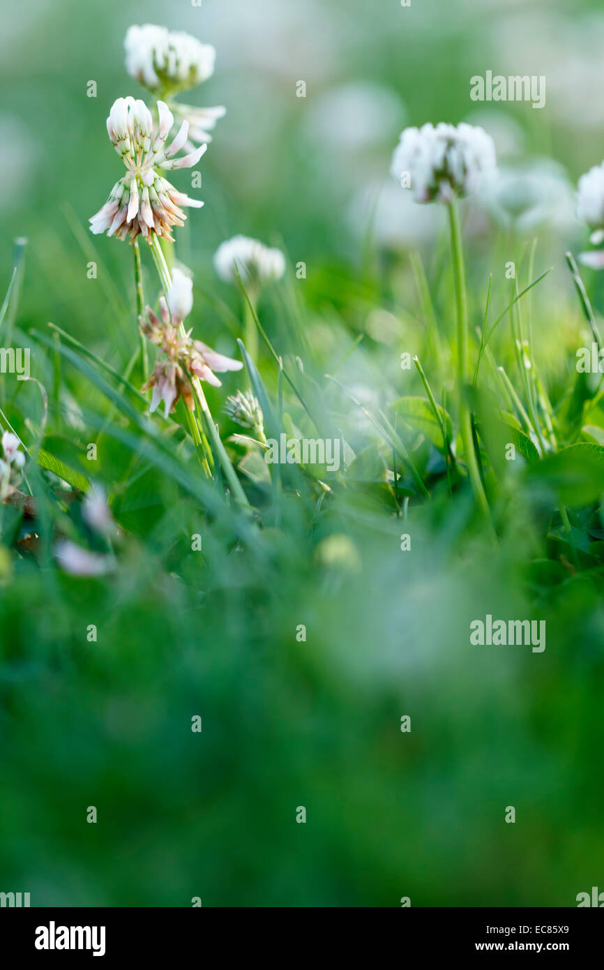 Rotklee - Trifolium Pratense - 5g, 1,20