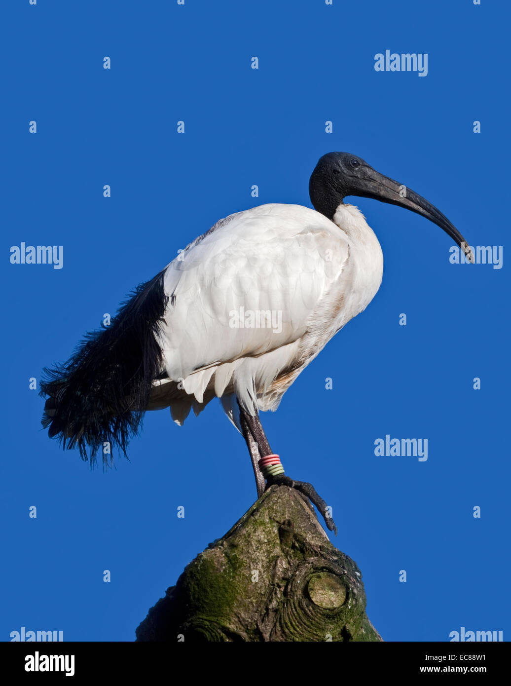 Sacred Ibis (Threskiornis Aethiopicus Stockfotografie Alamy